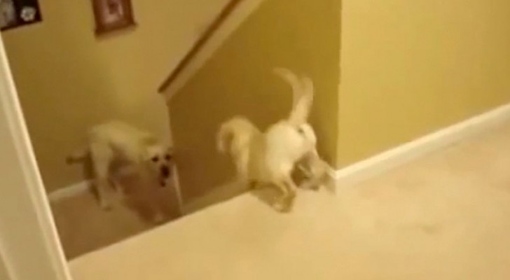 Papà perro ayuda al cachorro a bajar las escaleras. Pero cuando vean el gato moriran de la risa!