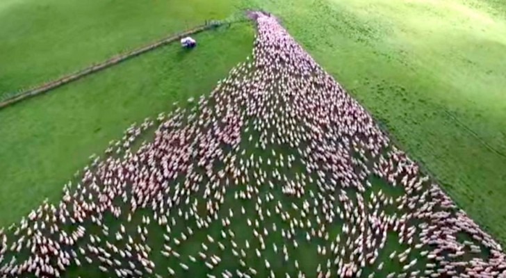 Using a drone a shepherd films his gigantic flock of sheep; the result is HYPNOTIC....