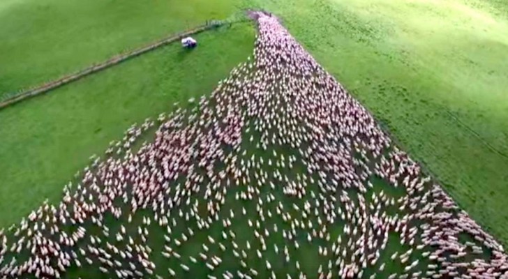 Um pastor filma o seu gigantesco rebanho com um drone: o resultado é hipnótico!