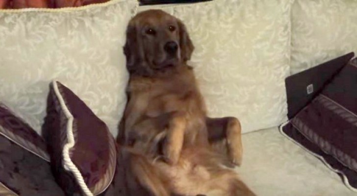 Dice al cane di scendere dal divano, ma ciò che fa lui è esilarante