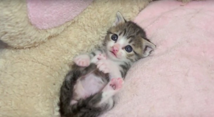 Een kleine kitten ontspant zich na het voeden: binnen 2 seconden zul je tot over je oren verliefd zijn op dit diertje!
