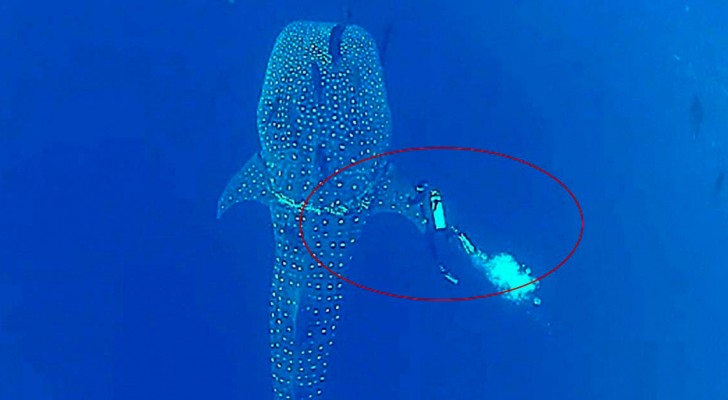 Un plongeur remarque quelque chose de bizarre sur l'énorme requin. En quelques secondes, il va lui sauver la vie