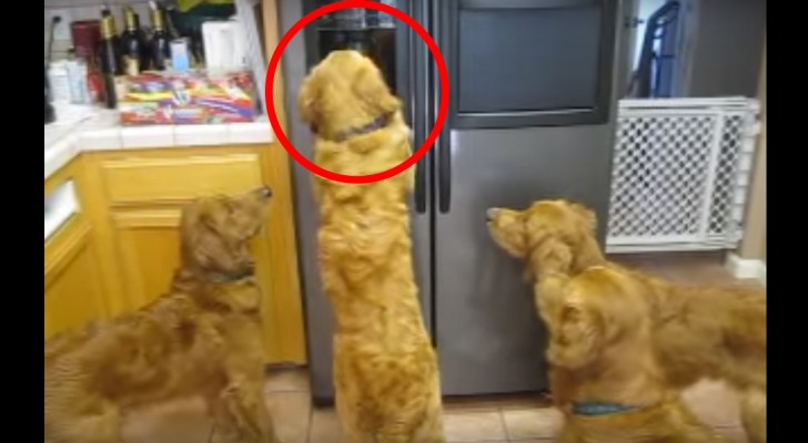 These dogs discover an ice machine in the kitchen! ... and now they can think of nothing else!
