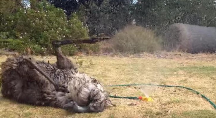 Deze emoe heeft de sprinklers ontdekt... en gaat helemaal uit zijn dak! 