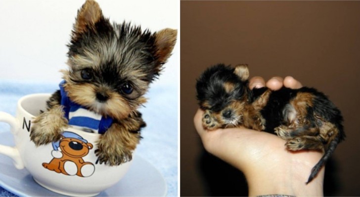 Cuccioli così piccoli da stare nel palmo di una mano: impossibile non amarli