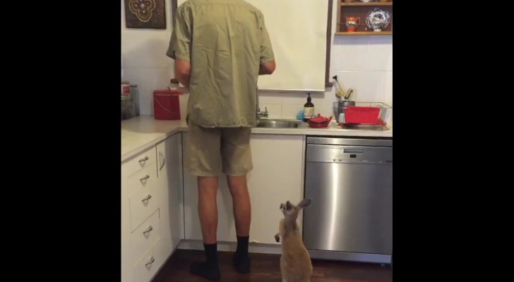 Hij maakt zijn melk klaar, maar deze baby kangoeroe kan gewoon niet wachten!