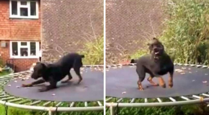 Een rottweiler begeeft zich voor de eerste keer op een trampoline: heb je ooit een blijere hond gezien?