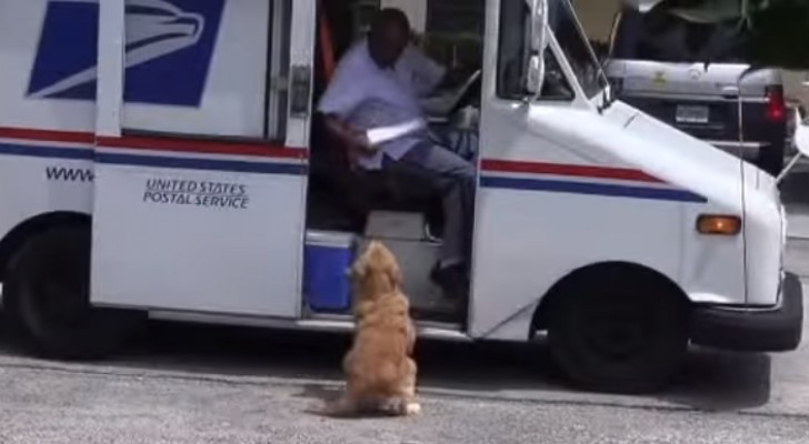 Deze hond wacht elke ochtend op de postbode... Wat hij dan doet is schattig!