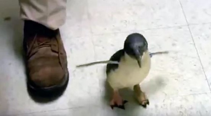 Om deze reden is deze pinguïn de mascotte van het hele centrum