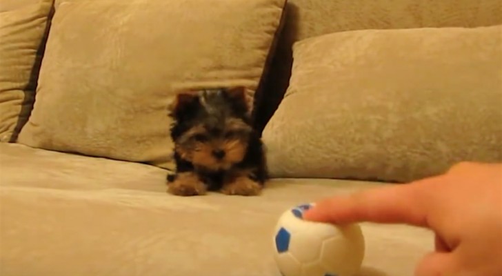 Danno al cucciolo un nuovo giocattolo: guardate cosa fa appena lo schiacciano... Wow!