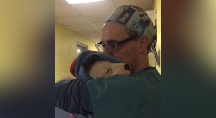 Um filhote está agitado depois da operação: o modo como o veterinário o acalma é tocante