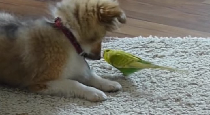 La padrona filma il cane con il pappagallo: quando vede cosa fanno è senza parole!