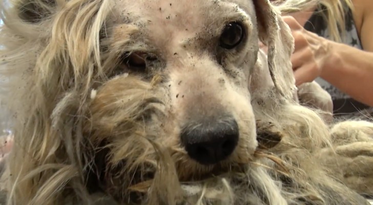A dirty stray dog all of its life ... but wait and see ... after he has been shaved!