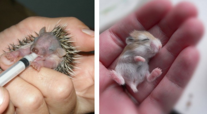 Si petits et si bizarres: voici 14 petits parmi les plus curieux du monde animal