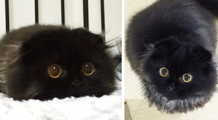 Il gatto con gli occhi più grandi del mondo: non riuscirete a smettere di fissarlo