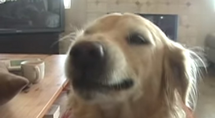 Questo cane esprime la sua felicità diversamente da tutti gli altri cani... Wow!