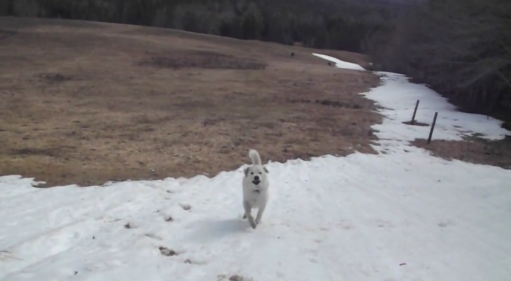 Een hond rent over een besneeuwde heuvel... wat hij doet als hij de top van de heuvel bereikt is hilarisch! 