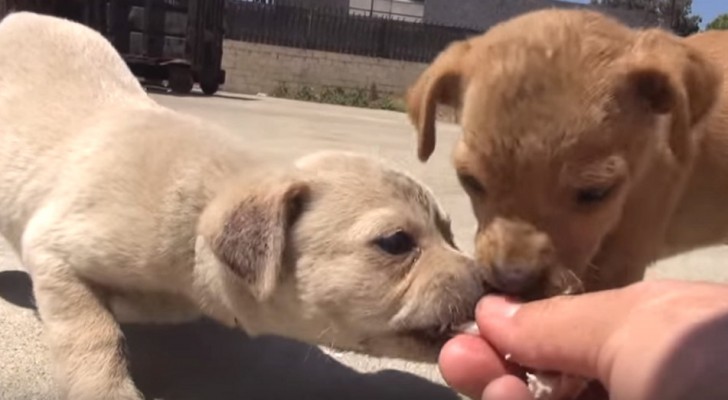 Deze 2 zwervende pups worden gevangen, maar hun moeder laat zich niet zo makkelijk vangen