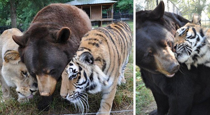 Un orso, una tigre e un leone: ecco come vivono da 15 anni