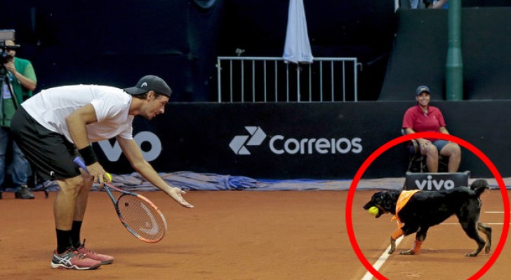 Dei cani presi dalla strada vengono portati sul campo da tennis: il motivo vi farà sorridere