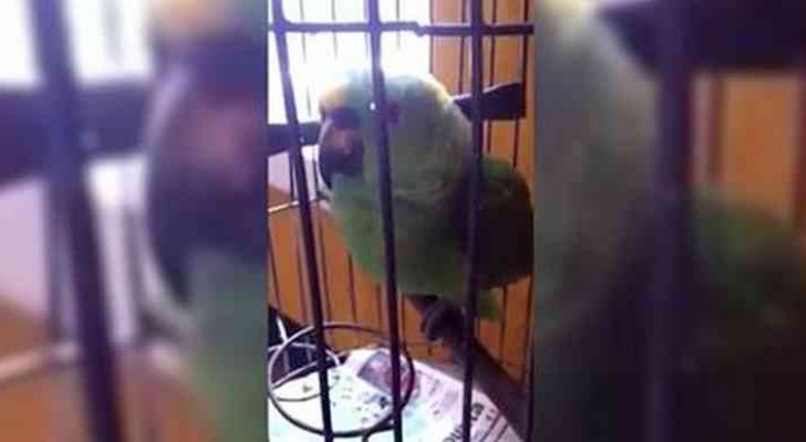 This parrot imitates so perfectly a crying baby... it is hard to believe!