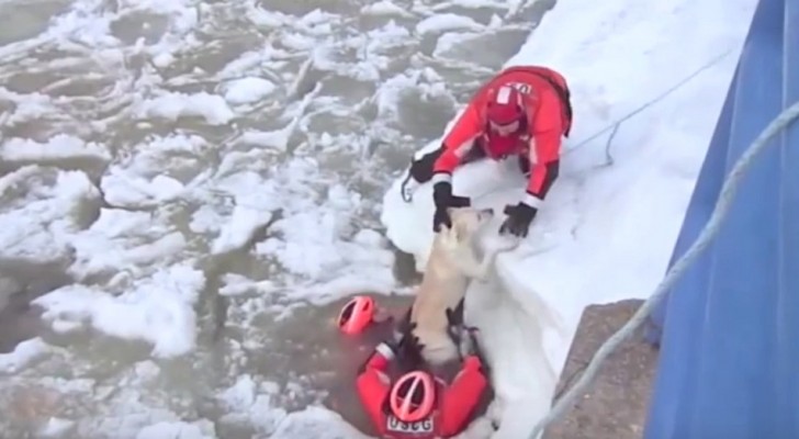 De kustwacht ontdekt een hond in het ijskoude water...