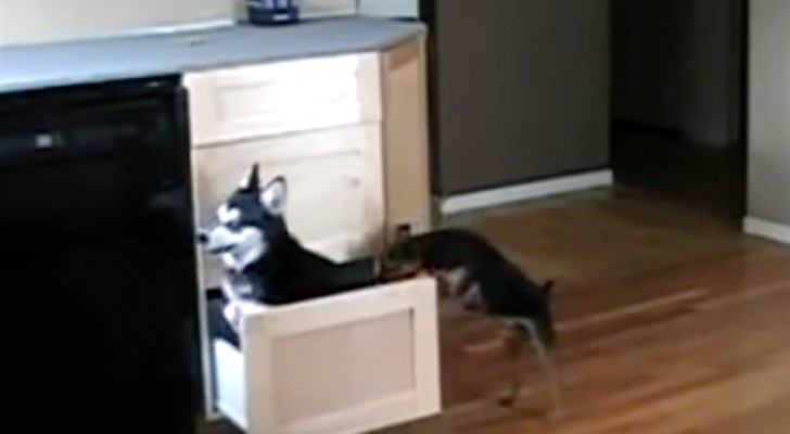 2 Hunde öffnen die Schublade in der Küche... Was sie machen, verblüfft die Besitzer 