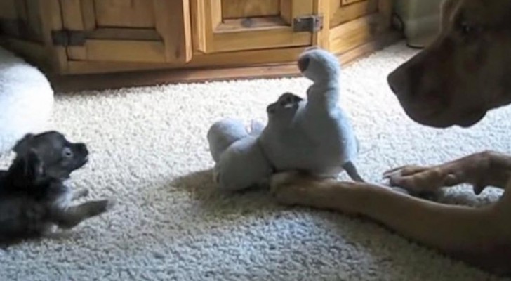 Een geduldige pitbull en een radeloze kat proberen te spelen met een chihuahua: dit levert schattige beelden op!