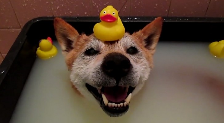 Un anziano cane si gode un bagno caldo: la sua espressione soddisfatta è uno spasso