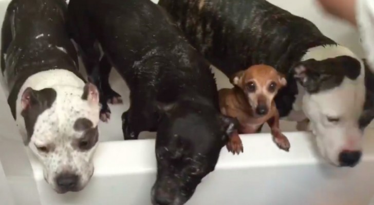 3 voormalige vechthonden delen een bad met een nieuw vriendje: is het niet aandoenlijk?