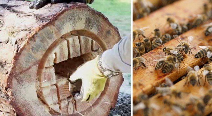 Come trasformare un tronco in un'arnia funzionante per contrastare l'estinzione delle api