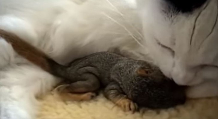 Un gatto si imbatte in uno scoiattolo orfano e sa PERFETTAMENTE cosa fare
