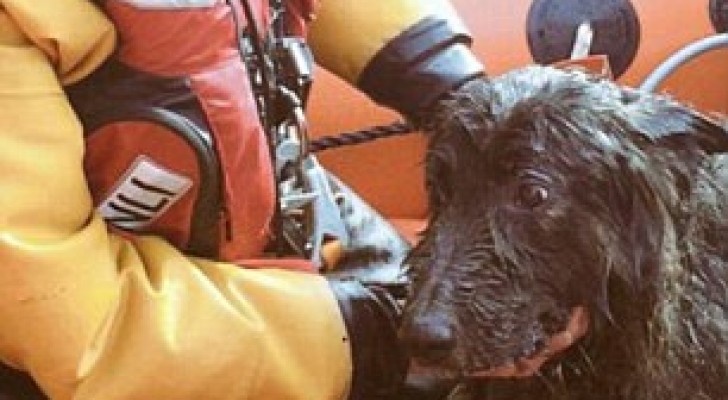 In mare da 5 giorni, lo salvano all'ultimo secondo: ecco la storia del cane "miracolato"