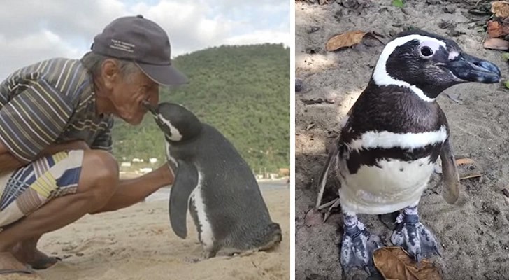 Een pinguïn legt elk jaar 8000 km af om de man die ooit zijn leven redde te begroeten