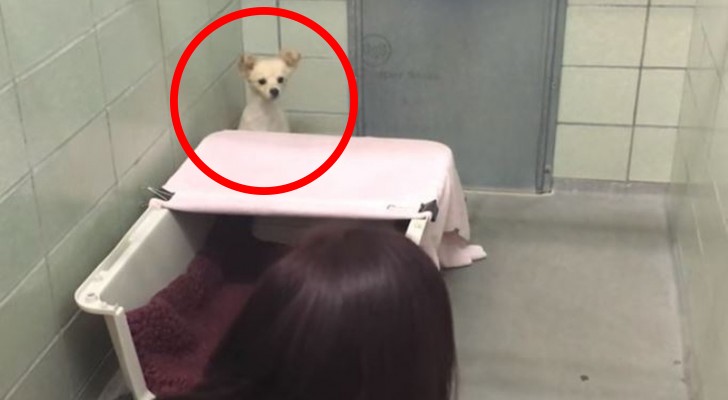 She did not want to let humans get near her -- but when they bring her puppies everything changes!