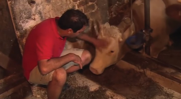 A bull is freed from its tiny stable --- his reaction will melt your heart!