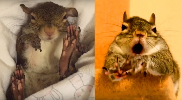 Deze eekhoorn overleefde een orkaan: na deze beproeving laat hij zich maar al te graag in de watten leggen!