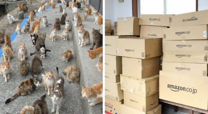 L'Isola dei Gatti si rivolge ad Internet per un'emergenza cibo: la risposta supera le aspettative