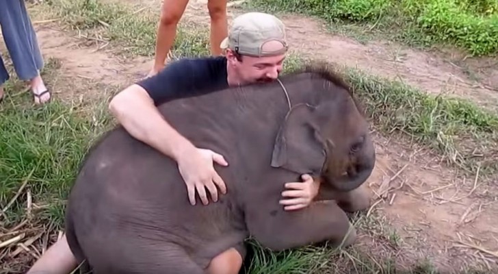 Um bebê elefante se apaixona por um turista: veja que cena engraçada!
