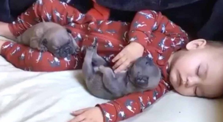 Un neonato schiaccia un pisolino insieme a due cuccioli... Mai visto nulla di più dolce