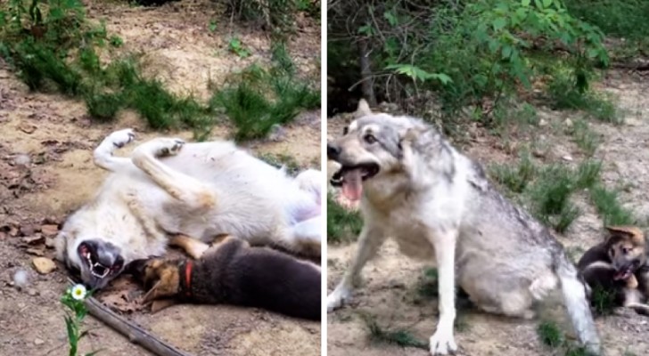 Een wolf ontmoet een jonge Duitse herder... hun reactie is prachtig om te zien 