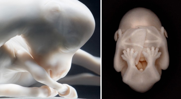 Ecco le più dettagliate foto di animali nel grembo materno che siano mai state realizzate