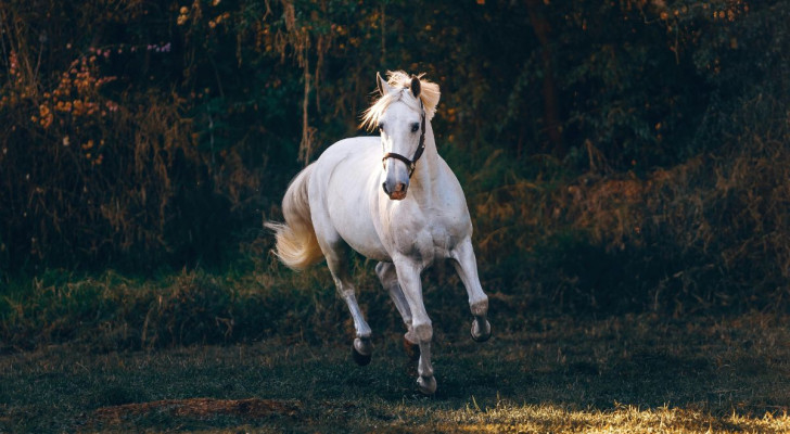 9 chevaux parmi les plus particuliers du monde: vous allez les adorer!