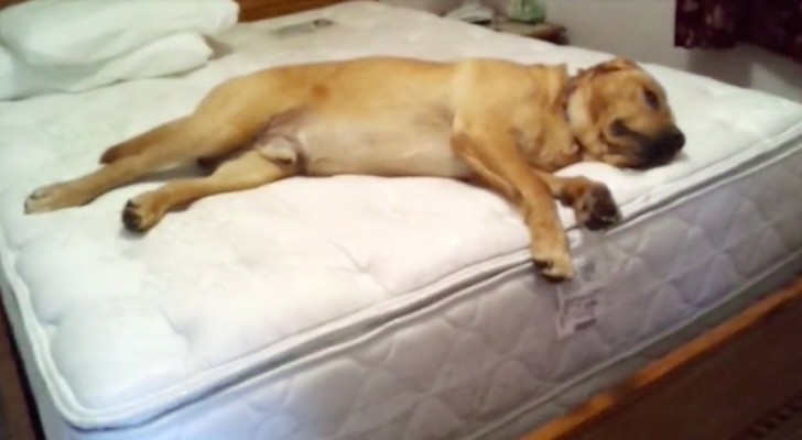 Deze hond weigert van het bed van zijn baasje te komen, totdat ze een bepaald woord zegt...