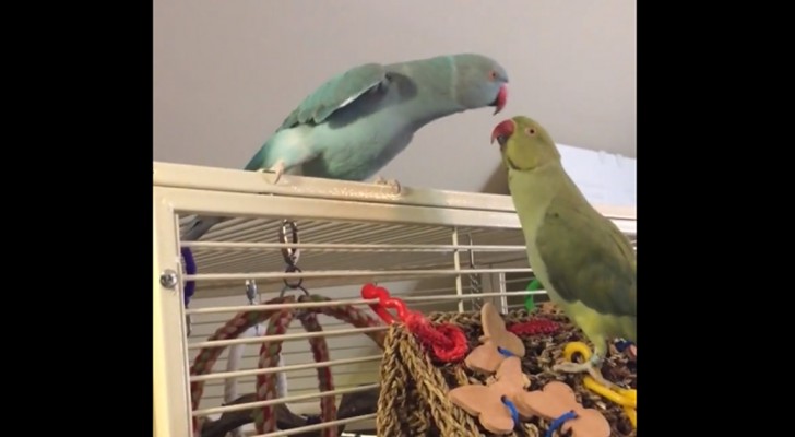 2 papegaaien ontmoeten elkaar: de manier waarop ze elkaar begroeten is hilarisch!
