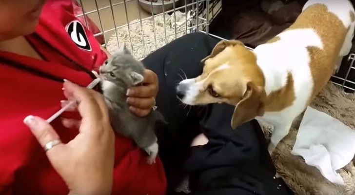 When the woman tries to feed the orphaned kittens -- Look at what the dog does! 