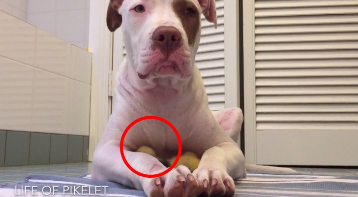 This pit bull is very sweet --- what it holds between its paws will make you smile!