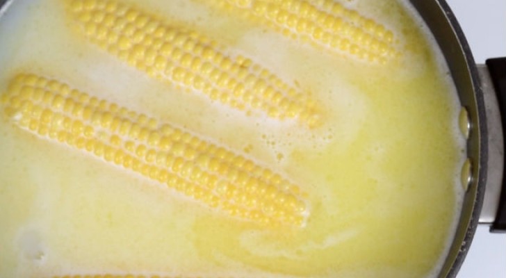So macht man Maiskolben: Gesund und sehr einfach 