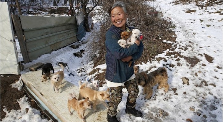 A 61 anni, questa donna coreana ha salvato più di 200 cani destinati al mercato della carne