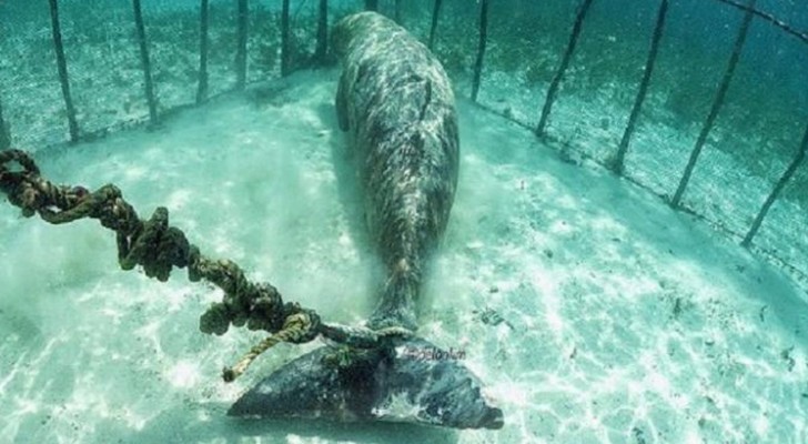 Duikers vinden twee dieren die vastzitten in een onderwaterkooi: wat kan hier de reden voor zijn? 